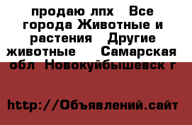 продаю лпх - Все города Животные и растения » Другие животные   . Самарская обл.,Новокуйбышевск г.